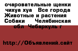 очаровательные щенки чихуа-хуа - Все города Животные и растения » Собаки   . Челябинская обл.,Чебаркуль г.